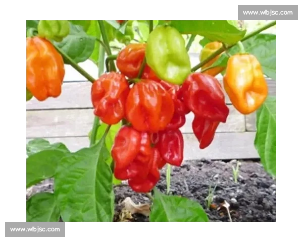 辣椒大挑战：全球最辣辣椒竞技赛揭晓极限辣味之王